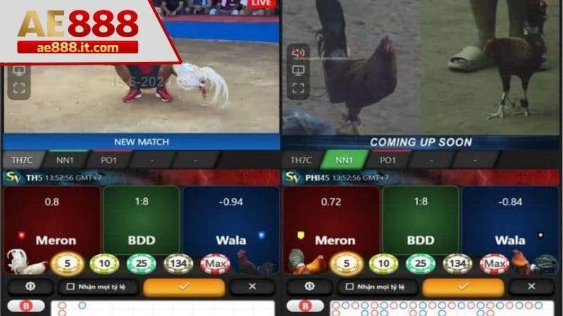 Chọn bồ gà cựa sắt