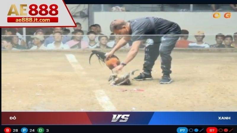 Theo dõi trận đấu và chờ kết quả công bố